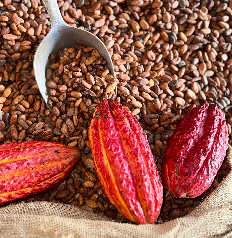 Tierra Dorada - Cacao Ecuatoriano